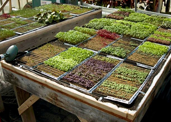 Year-Round Microgreens Production for Profit | Johnny's 